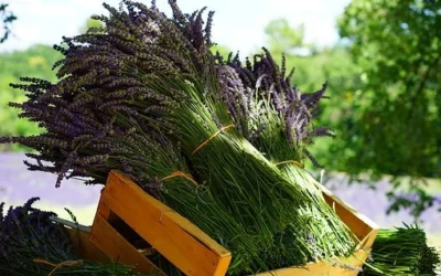 What Are “Unbundled” Services?